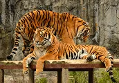 Toronto Zoo