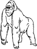 Drawing: a gorilla